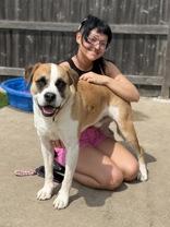 Enlarge Baker, a ADOPTABLE mixed breed in Woodstock, IL image 2/4