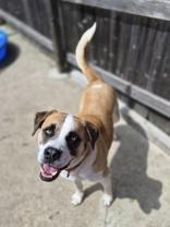 Enlarge Baker, a ADOPTABLE mixed breed in Woodstock, IL image 4/4