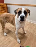 Baker, ADOPTABLE, Adult Male Mixed Breed.