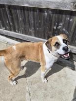 Enlarge Baker, a ADOPTABLE mixed breed in Woodstock, IL image 3/4