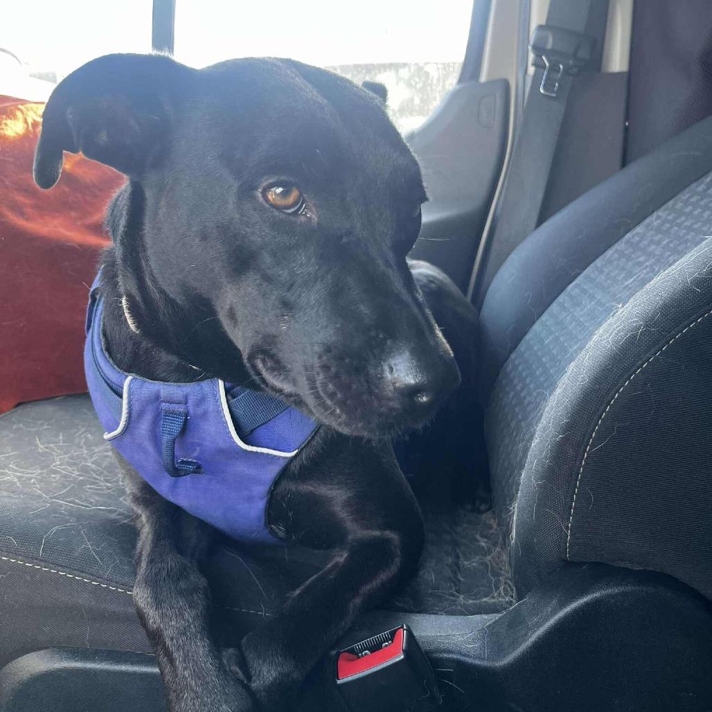 Oriana, a Adoptable Mixed Breed in Bend, OR image 3/6