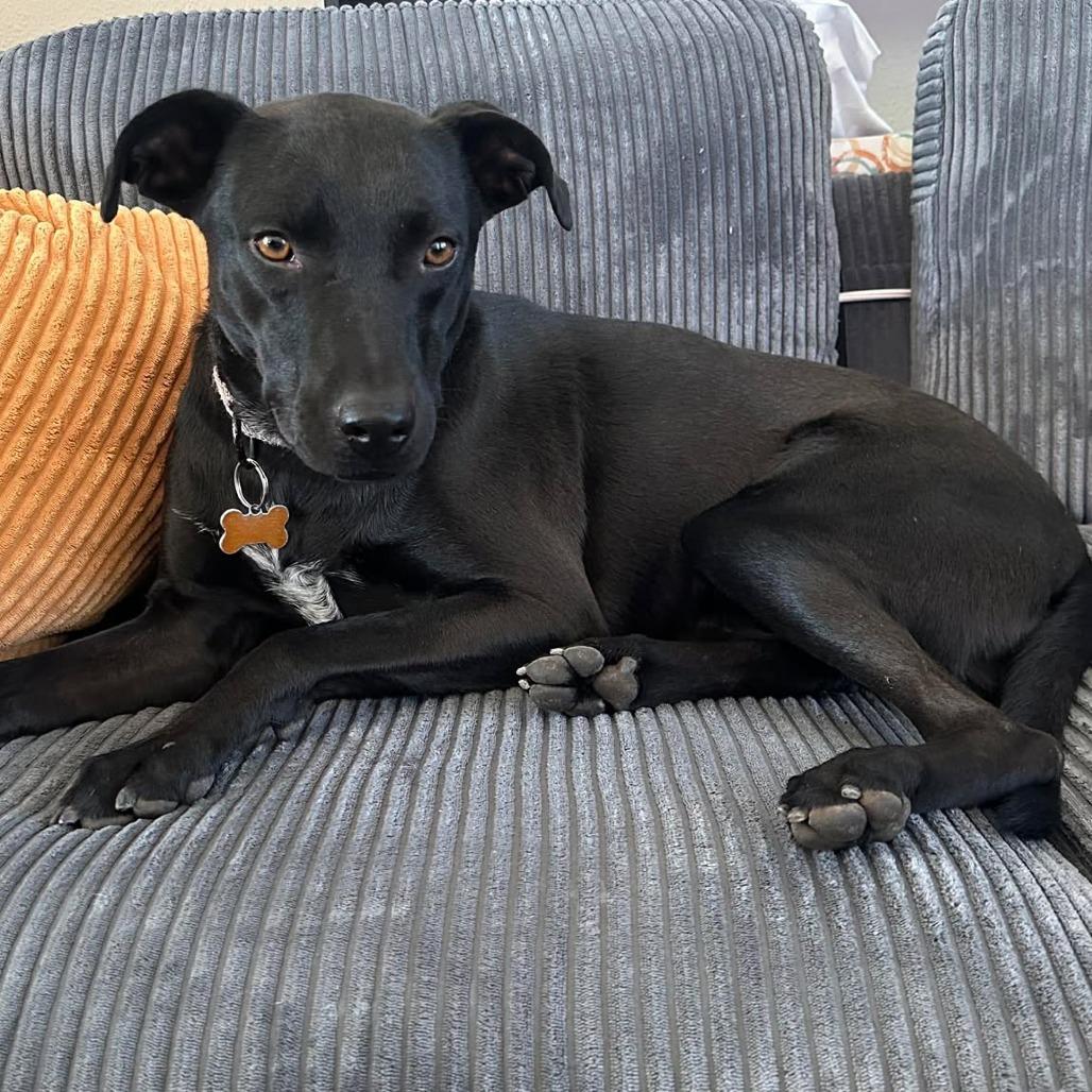 Oriana, a Adoptable Mixed Breed in Bend, OR image 4/6