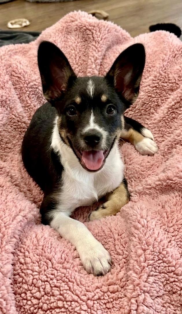 Enlarge Pippa, a Adopted mixed breed in Rockwall, TX image 2/6