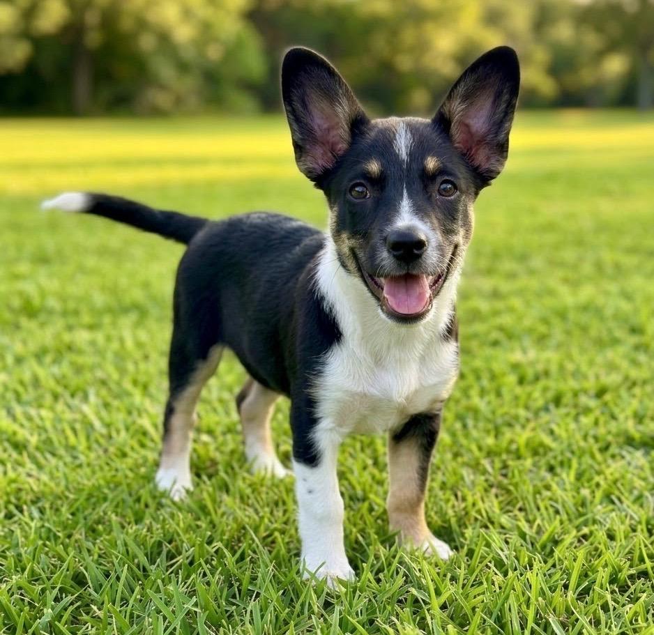 Pippa, Adopted, Puppy Female French Bulldog & American Eskimo Dog.