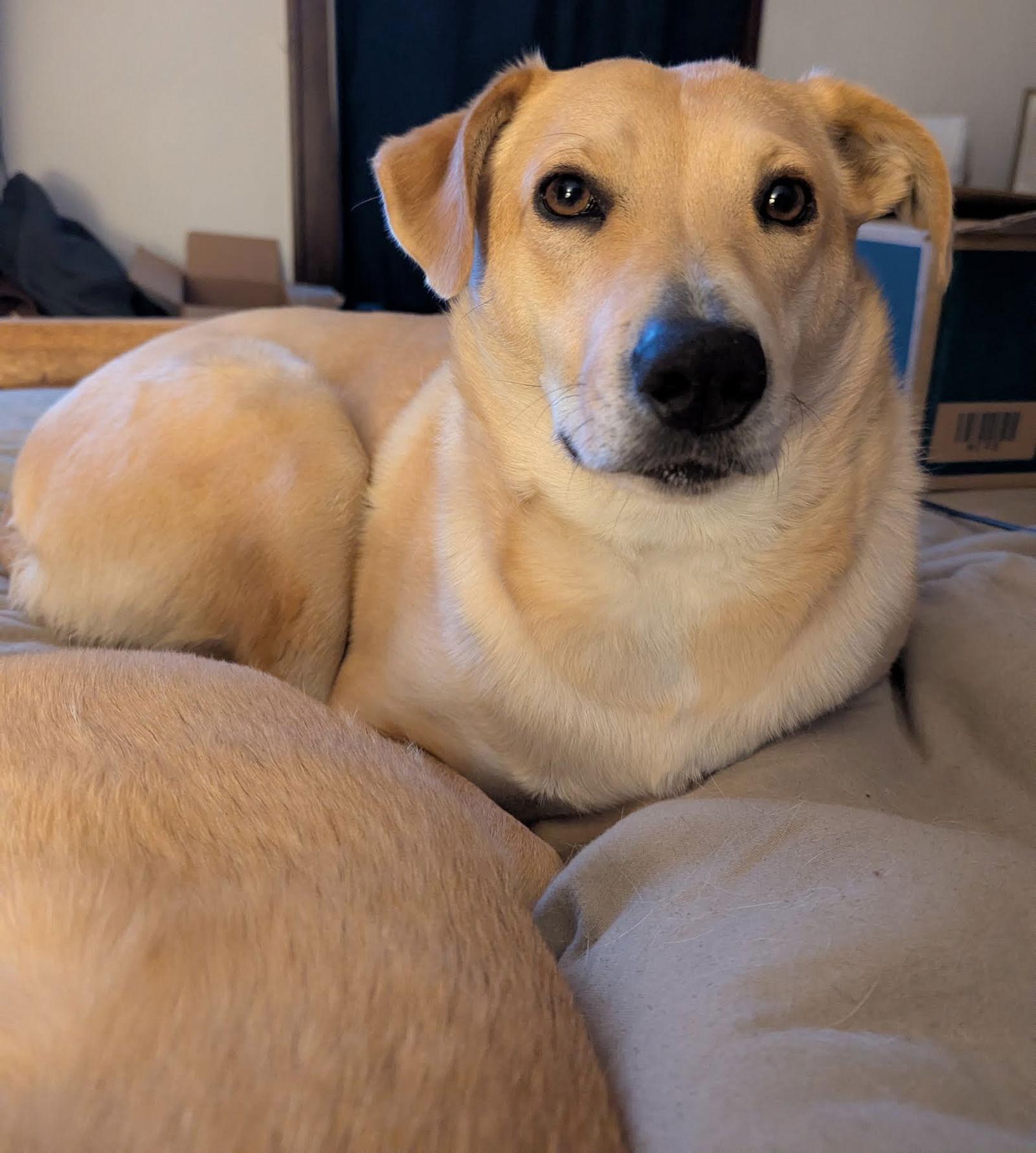 Enlarge Peach, a Adoptable Labrador Retriever in St. Cloud, MN image 1/3