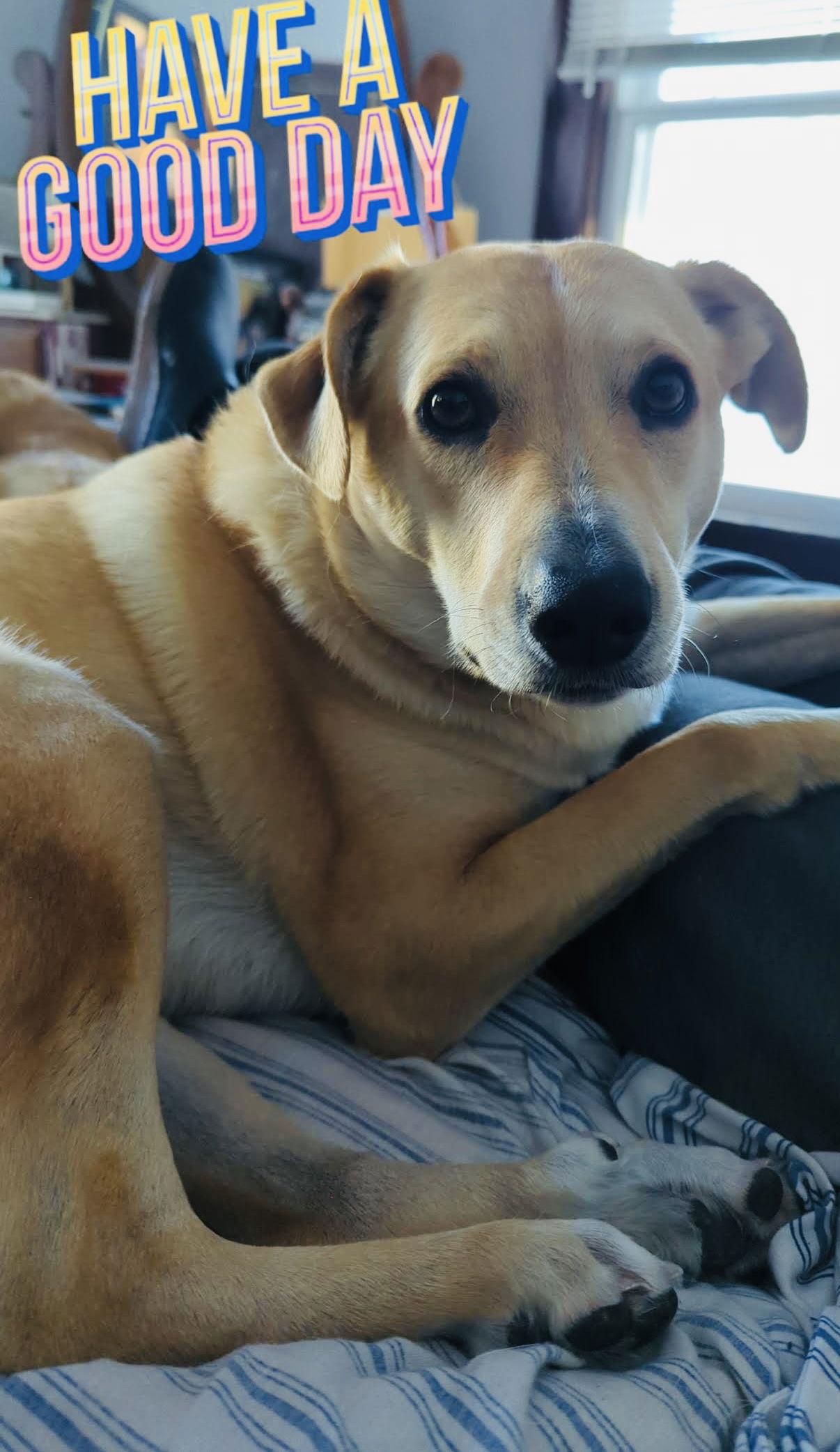 Enlarge Peach, a Adoptable Labrador Retriever in St. Cloud, MN image 2/3