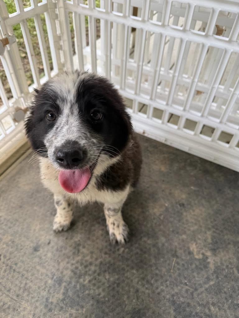Enlarge Bear, a Adoptable Great Pyrenees in Fayetteville, TN image 1/1