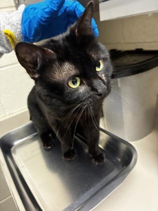 Lucifer, Adoptable, Adult Male Domestic Short Hair.