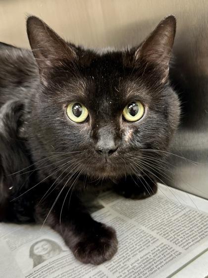 Enlarge Lucifer, a Adoptable mixed breed in Wichita, KS image 2/2