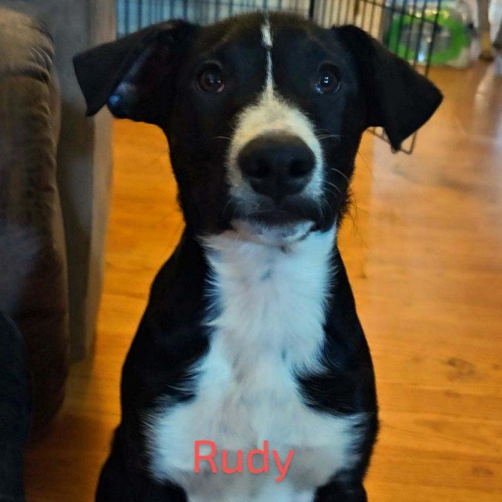 Enlarge Rudy, a Adoptable Border Collie in Grantsville, UT image 1/1