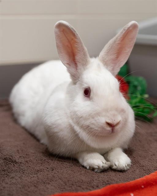 Enlarge ALICE, a Adoptable Bunny Rabbit in Leesburg, VA image 1/1