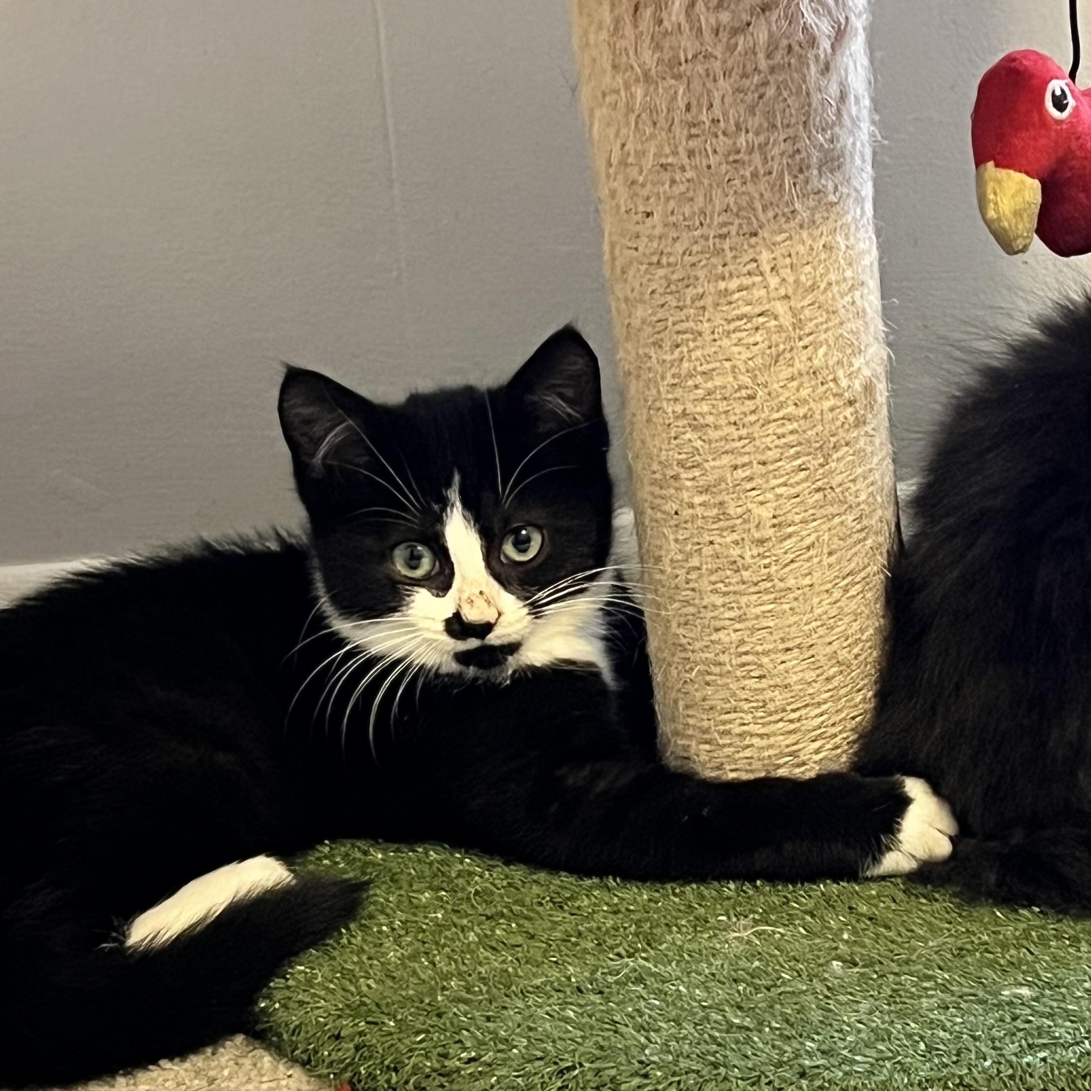 Enlarge Riddler, an adopted Tuxedo in east rochester, NY image 1/2