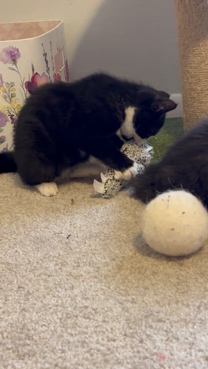 Enlarge Riddler, an adopted Tuxedo in east rochester, NY video 2/2