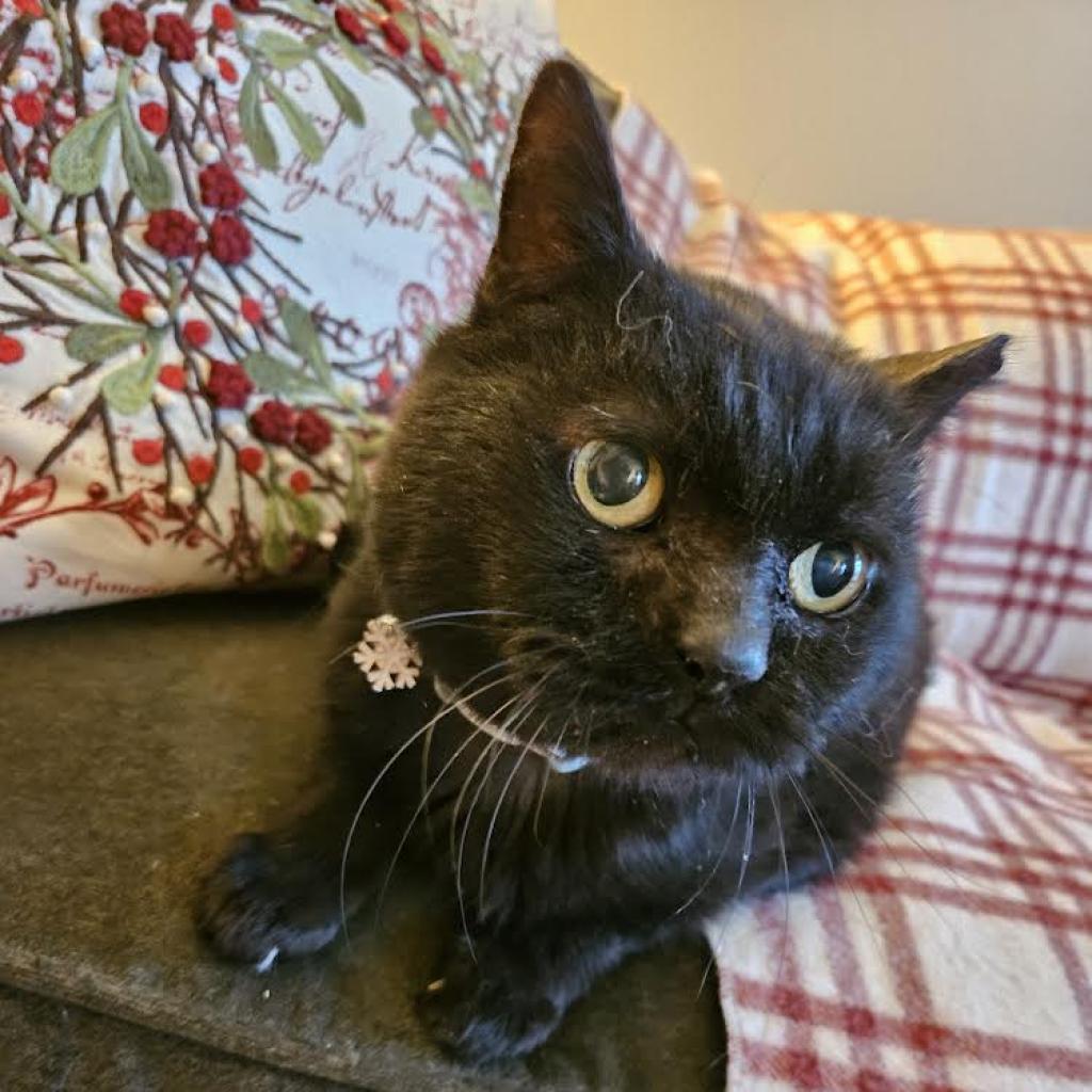 Penelope, Adoptable, Senior Female Domestic Long Hair.