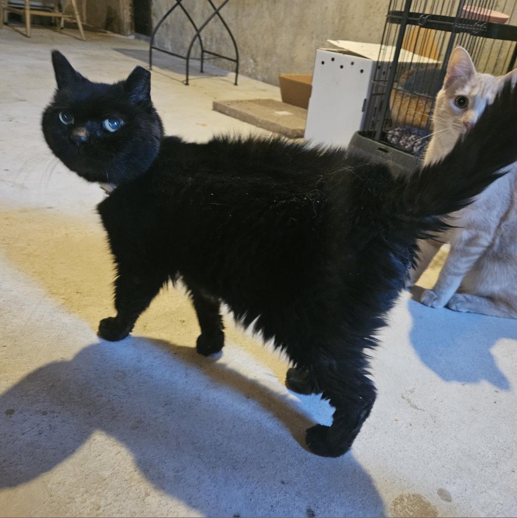 Enlarge Penelope, a Adoptable Domestic Long Hair in Lindenwold, NJ image 2/5