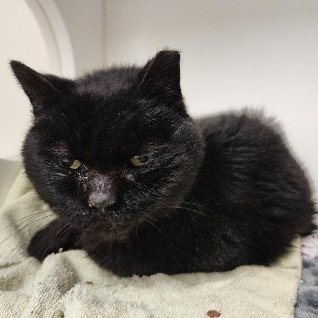 Enlarge Penelope, a Adoptable Domestic Long Hair in Lindenwold, NJ image 3/5