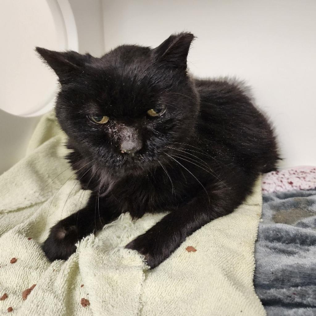 Enlarge Penelope, a Adoptable Domestic Long Hair in Lindenwold, NJ image 4/5