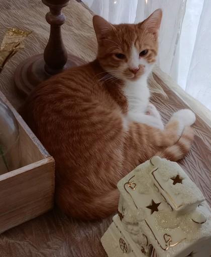 Enlarge Helios, a Adoptable Domestic Short Hair in Ashtabula, OH image 1/1