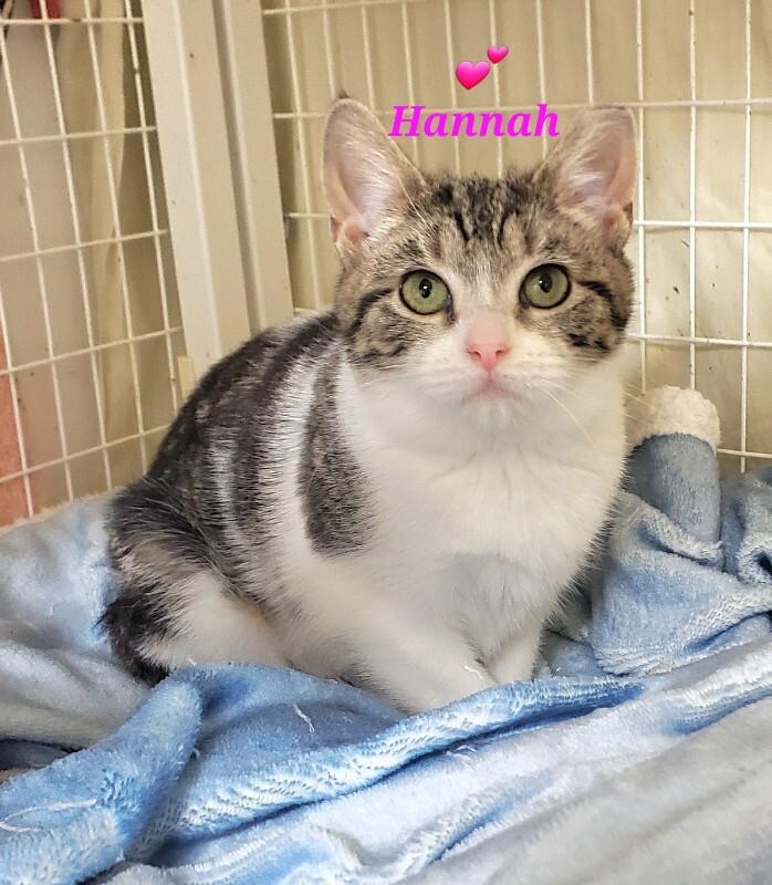 Hannah, Adoptable, Young Female Domestic Short Hair.