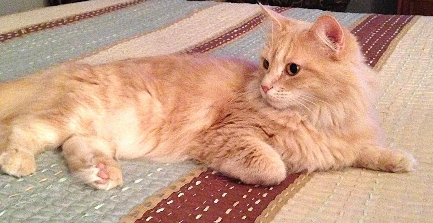 Enlarge Dixie, a Adoptable Domestic Long Hair in Monterey, CA image 3/4