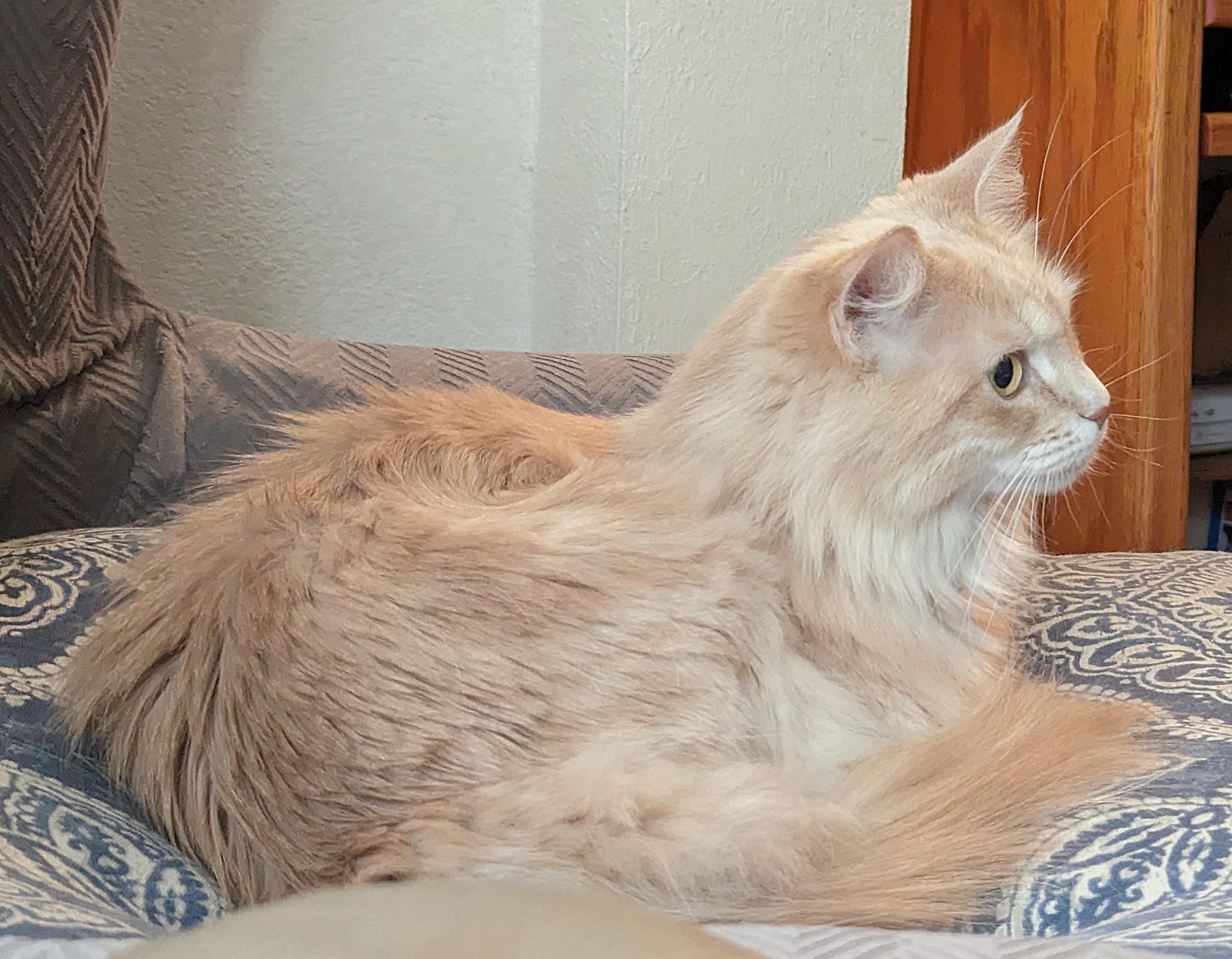 Enlarge Dixie, a Adoptable Domestic Long Hair in Monterey, CA image 4/4