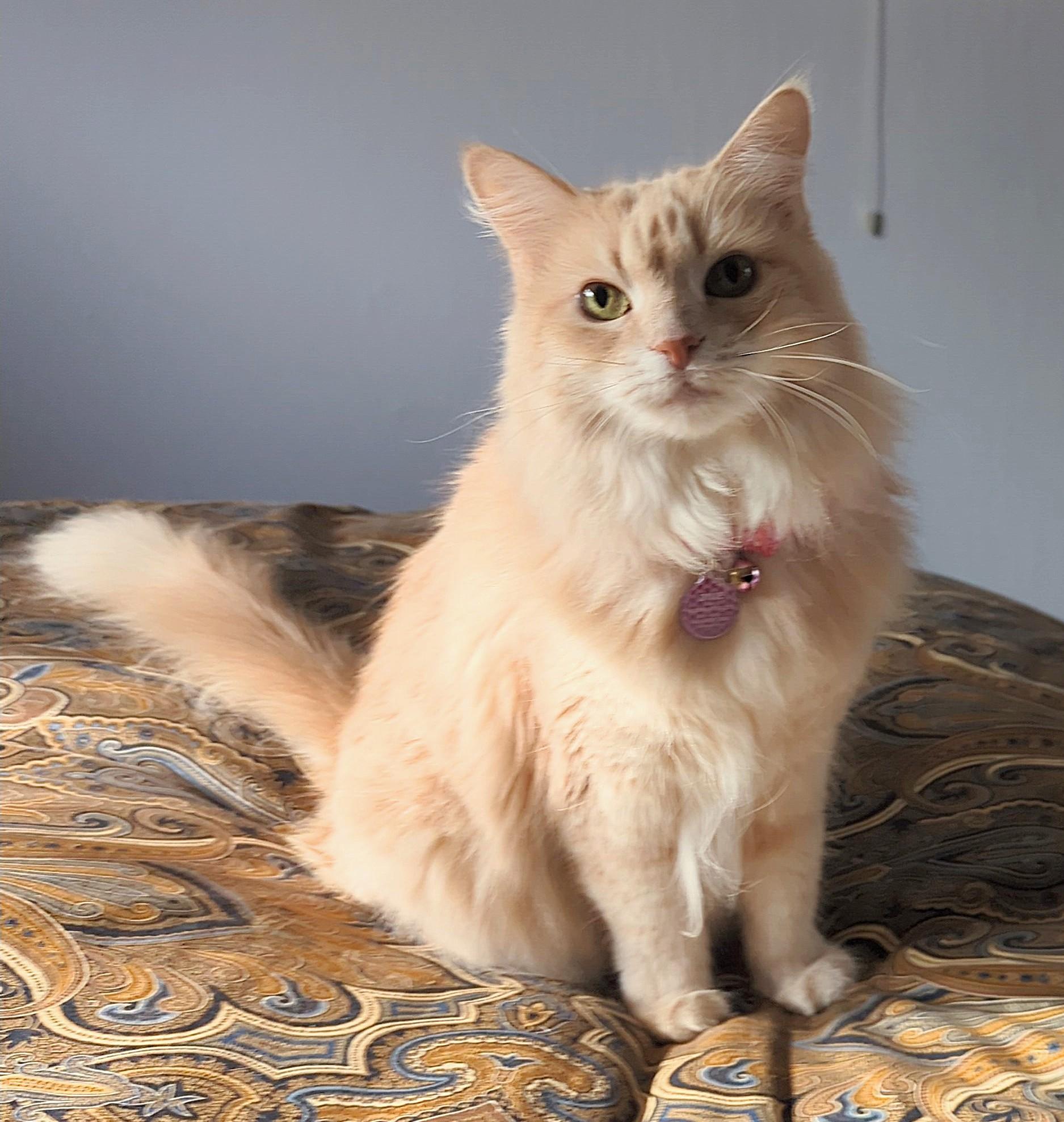 Enlarge Dixie, a Adoptable Domestic Long Hair in Monterey, CA image 2/4
