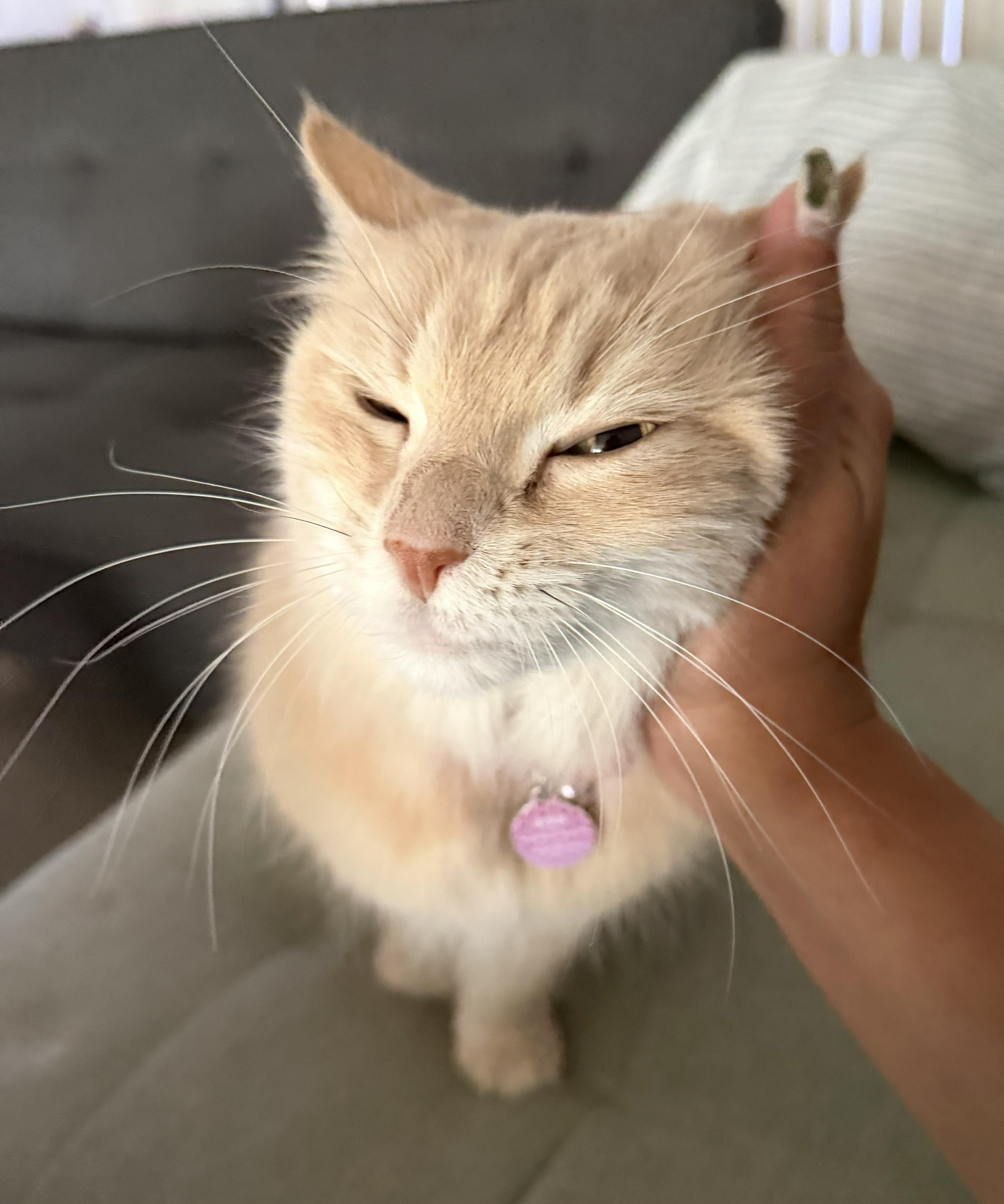 Dixie, Adoptable, Senior Female Domestic Long Hair.