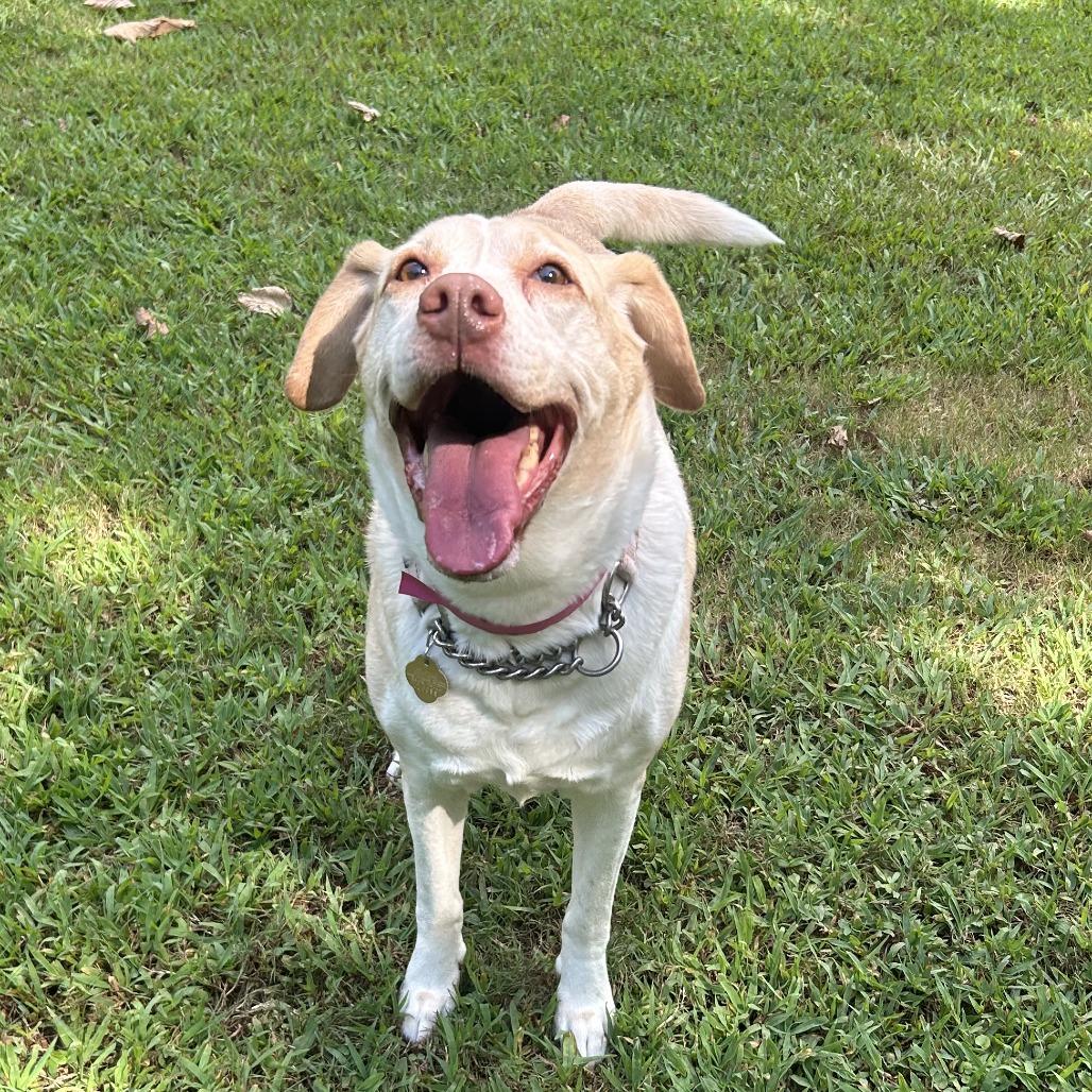 Joanna, Adoptable, Adult Female Mixed Breed.