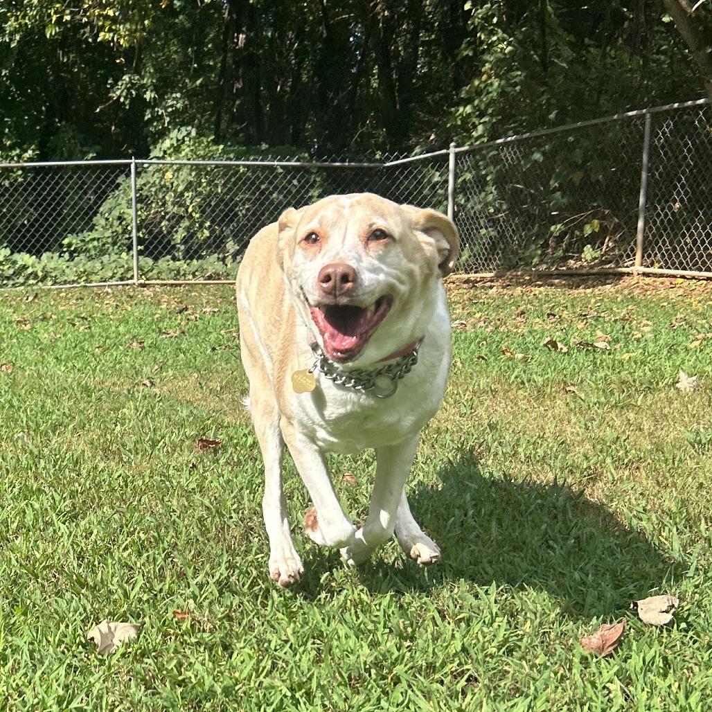Enlarge Joanna, a Adoptable Mixed Breed in Auburn, AL image 2/6
