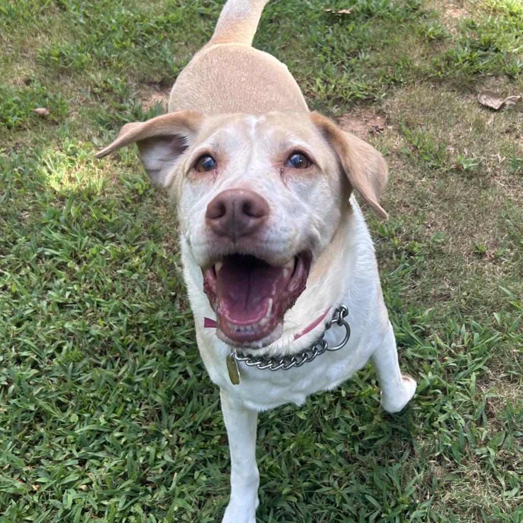 Enlarge Joanna, a Adoptable Mixed Breed in Auburn, AL image 4/6