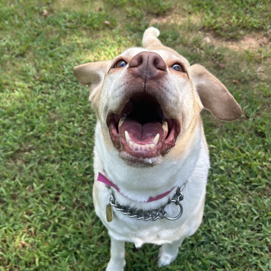 Enlarge Joanna, a Adoptable Mixed Breed in Auburn, AL image 5/6