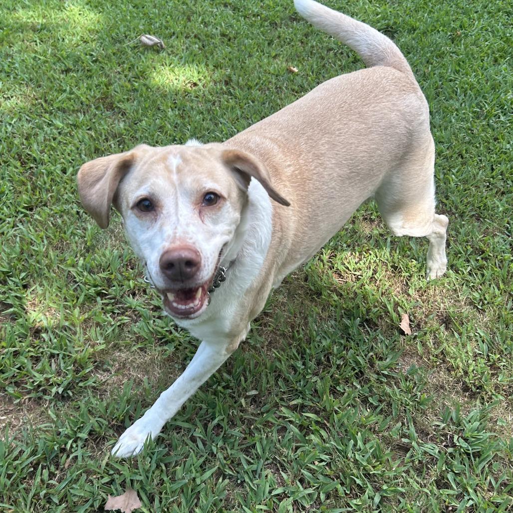 Enlarge Joanna, a Adoptable Mixed Breed in Auburn, AL image 6/6