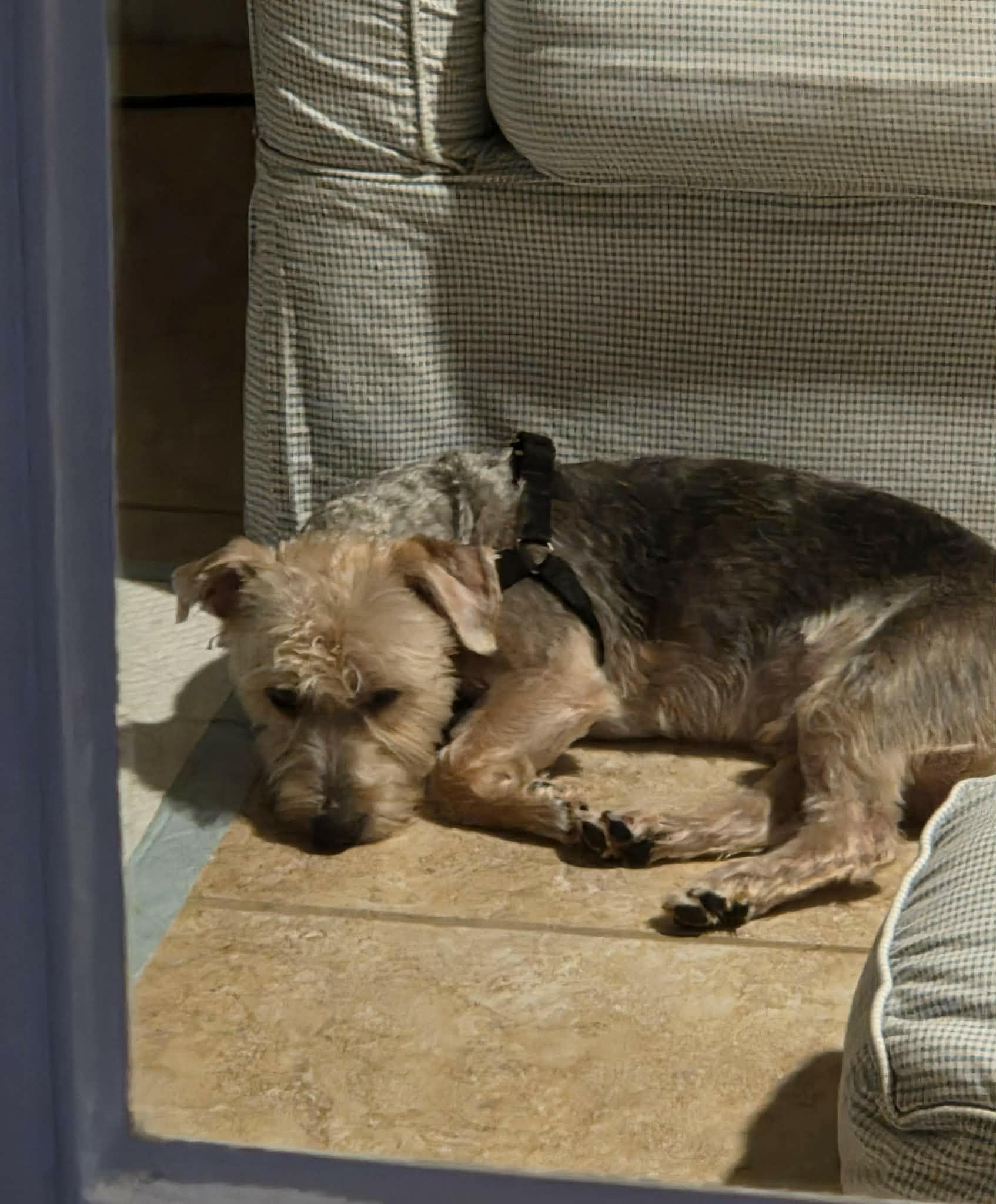 Spaz, an adopted Yorkshire Terrier in Greensboro, NC image 2/2