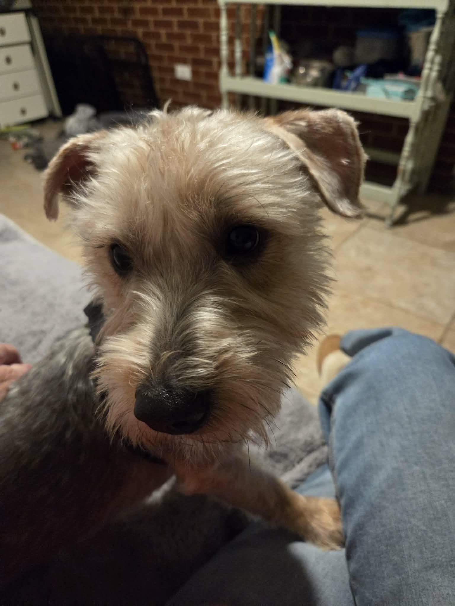 Spaz, adopted, Puppy Male Yorkshire Terrier.