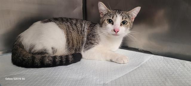 Enlarge SAGO, a Adoptable Domestic Short Hair in Panama City, FL image 1/1