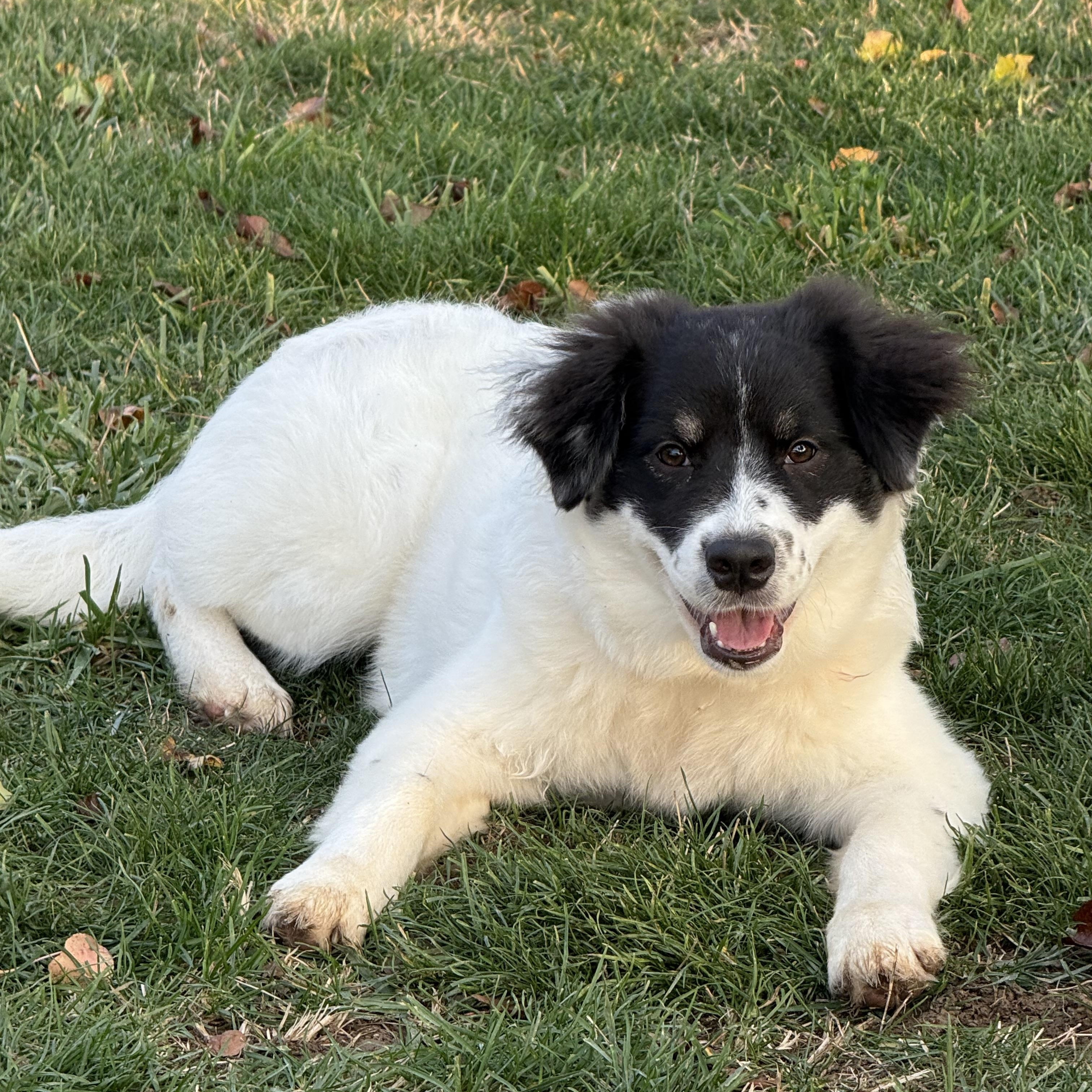 Charlie (formerly Cotton)