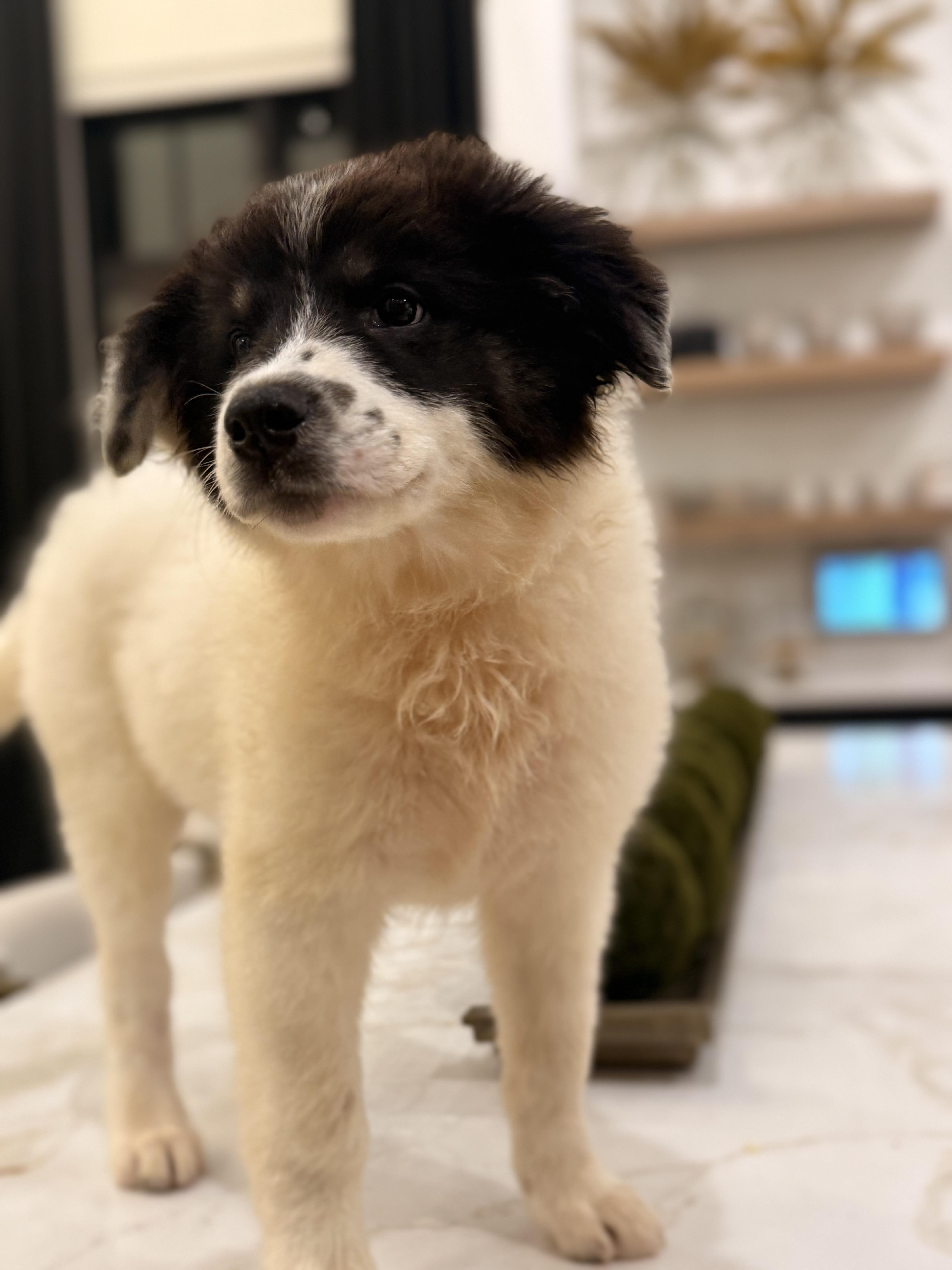 Charlie (formerly Cotton) — thumbnail 2