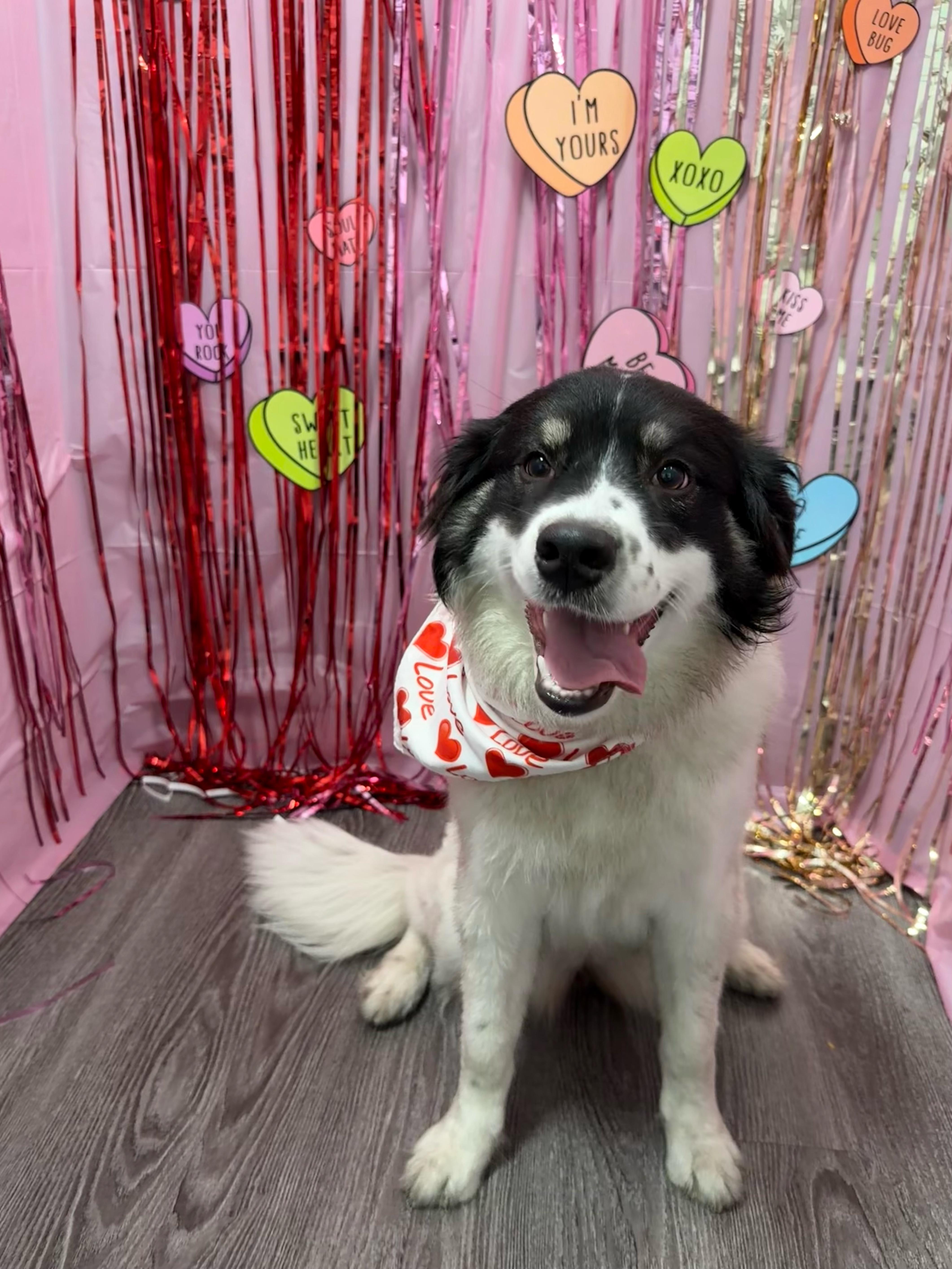 Charlie (formerly Cotton) — thumbnail 3