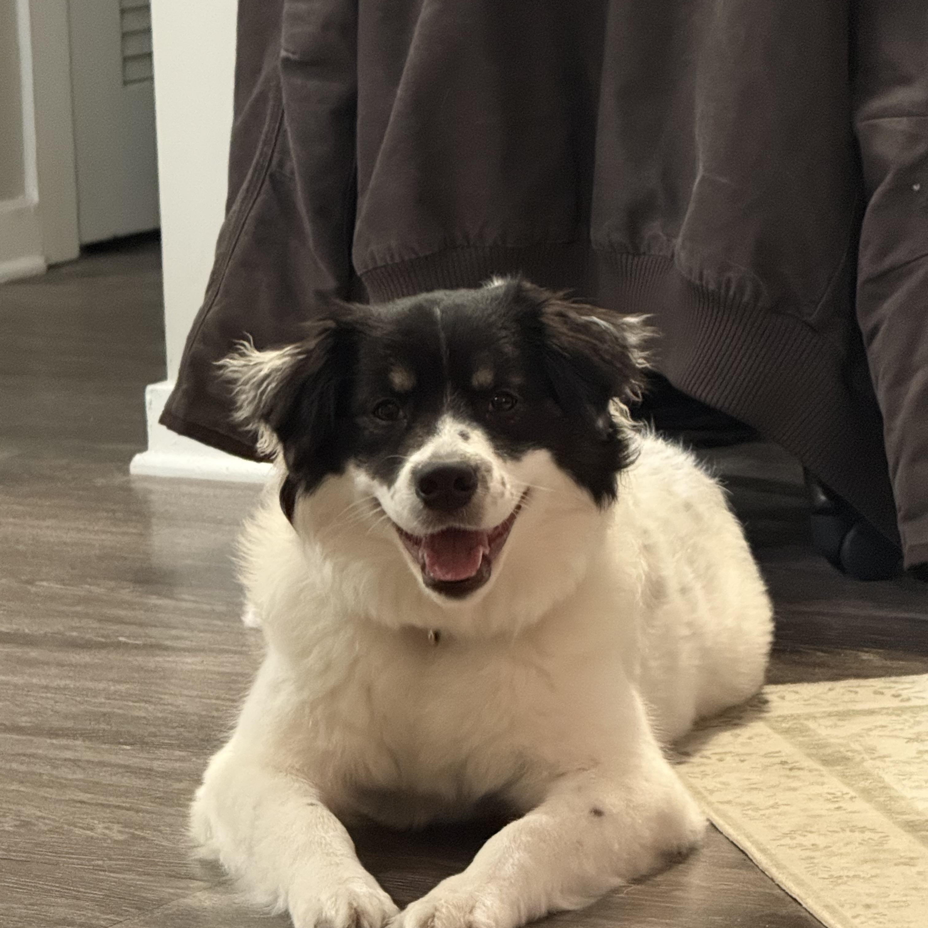 Charlie (formerly Cotton) — thumbnail 4