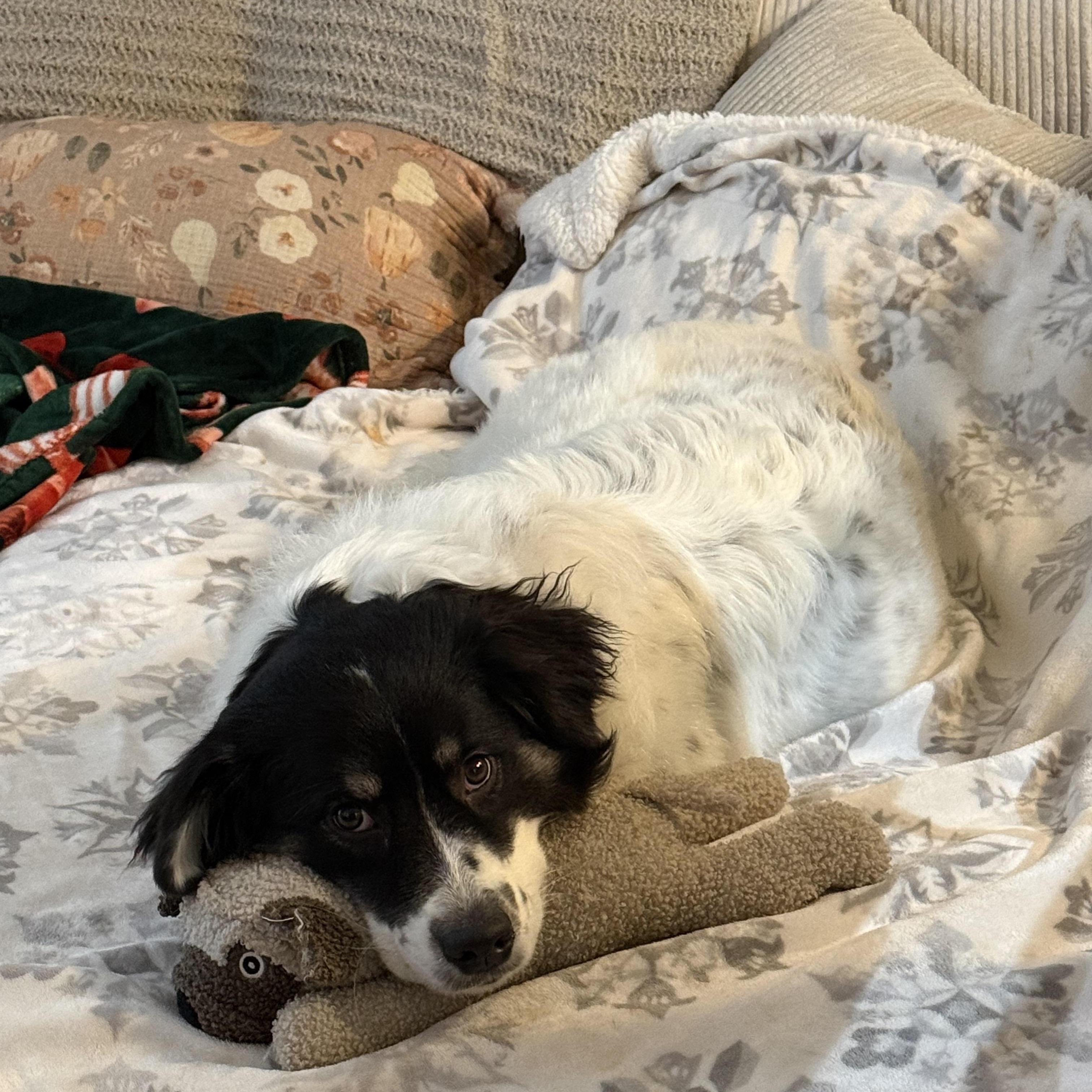 Charlie (formerly Cotton) — thumbnail 5