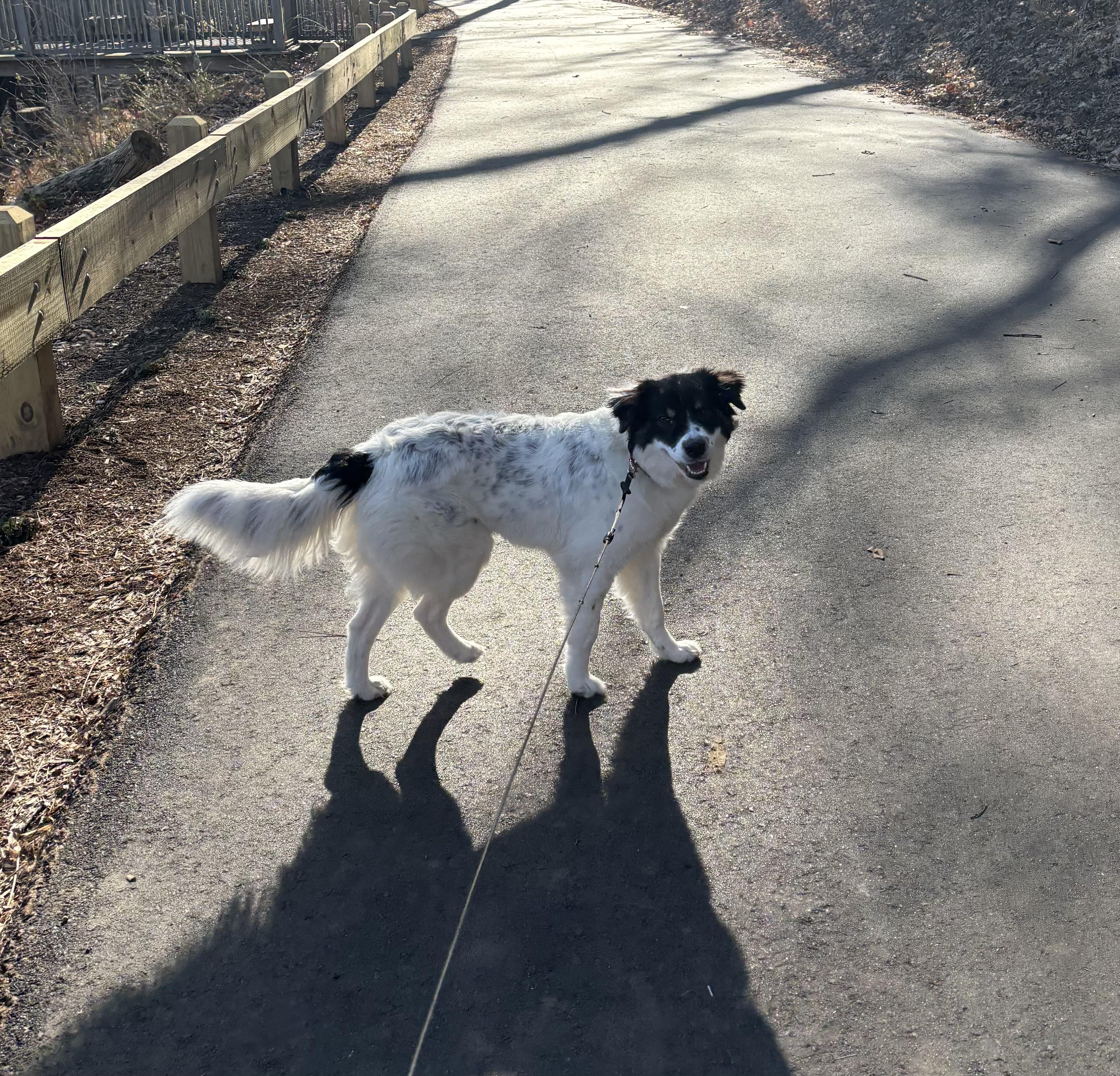 Charlie (formerly Cotton) — thumbnail 6