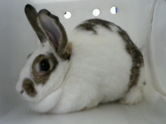SNOWBALL, Adoptable, Adult Female Bunny Rabbit.