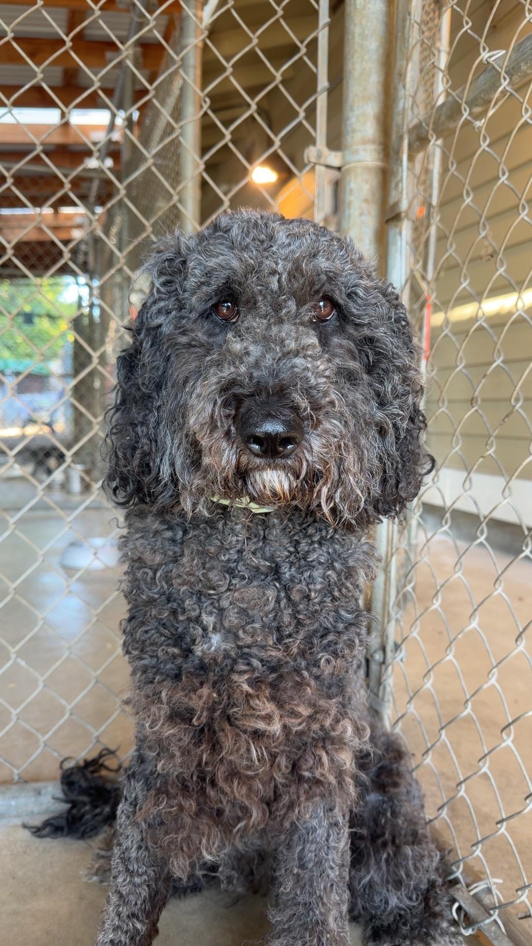Betty, Adoptable, Adult Female Poodle.