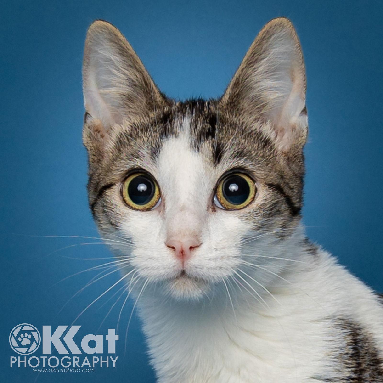 Enlarge Rocket, a Adoptable Domestic Short Hair in Crescent, OK image 1/3