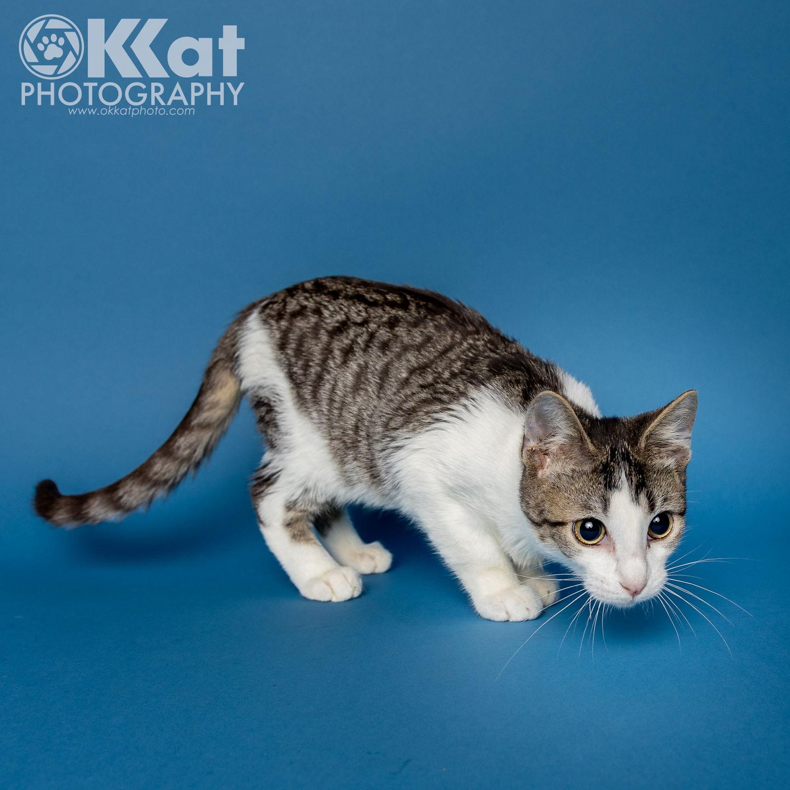 Enlarge Rocket, a Adoptable Domestic Short Hair in Crescent, OK image 2/3