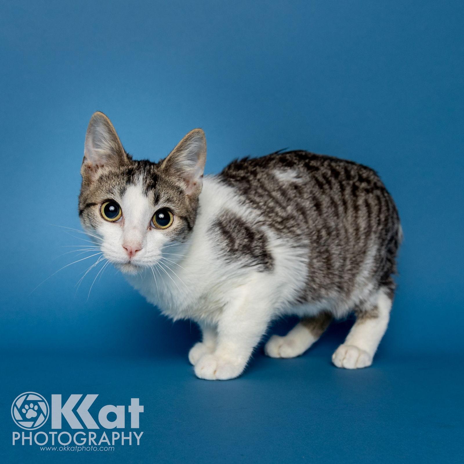 Enlarge Rocket, a Adoptable Domestic Short Hair in Crescent, OK image 3/3