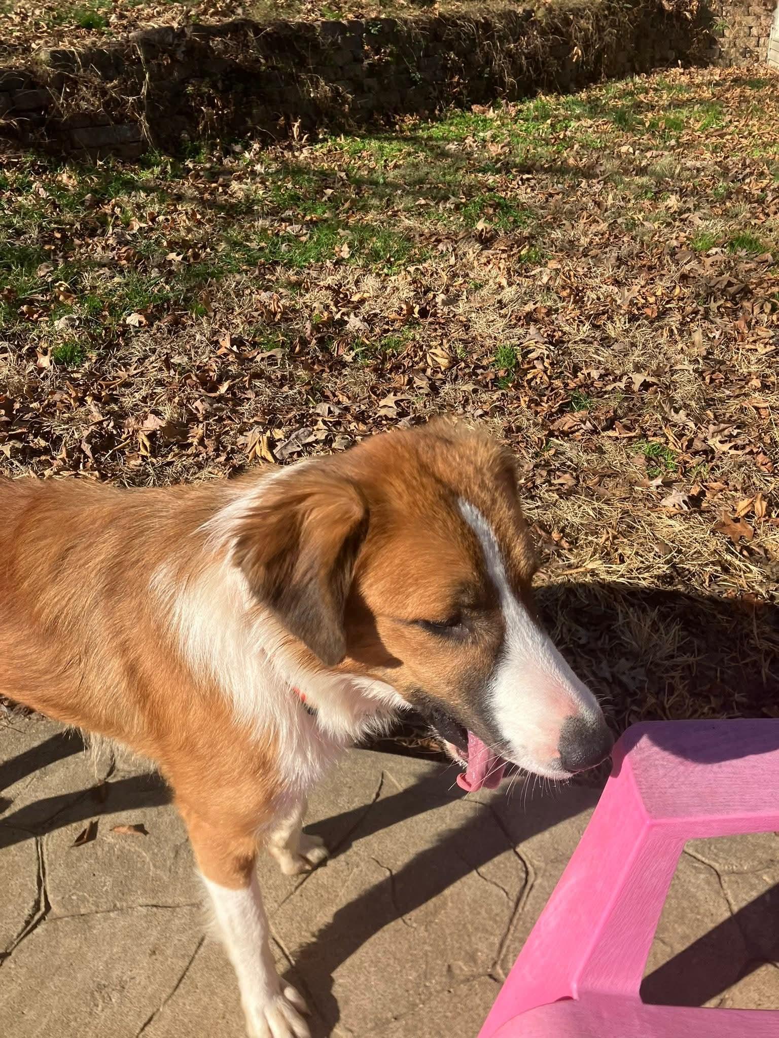 Enlarge Shakira, a Adoptable mixed breed in Owensboro, KY image 1/5