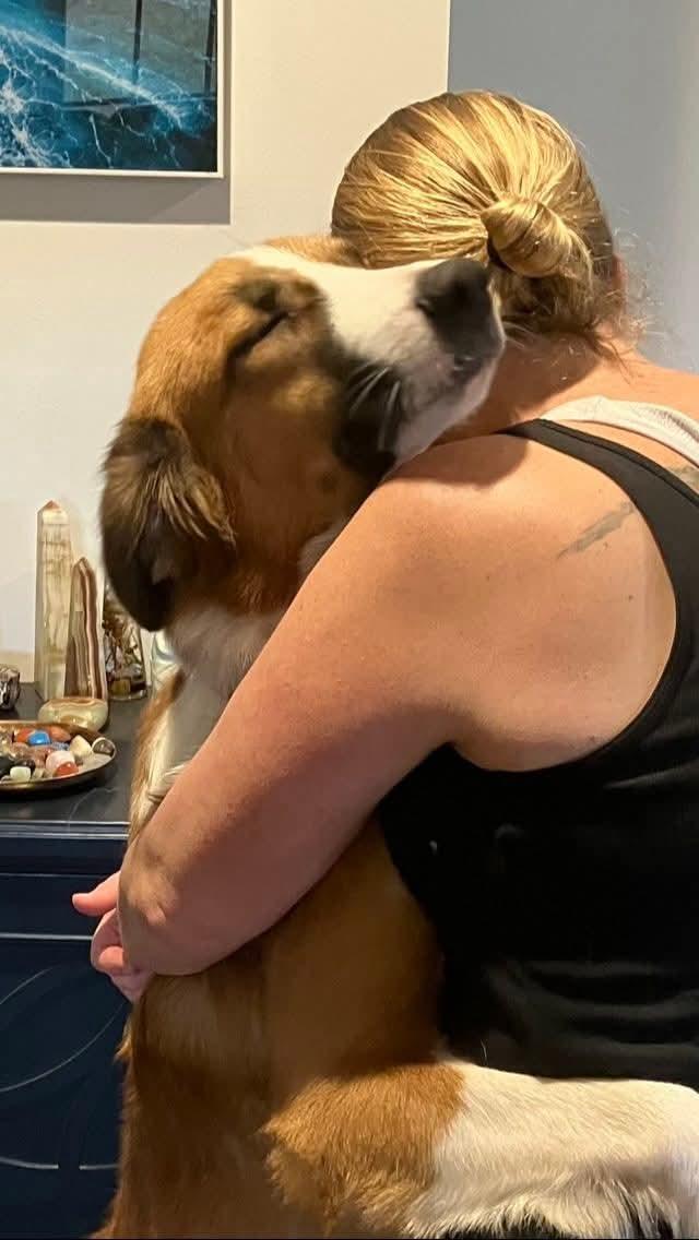 Enlarge Shakira, a Adoptable mixed breed in Owensboro, KY image 3/5