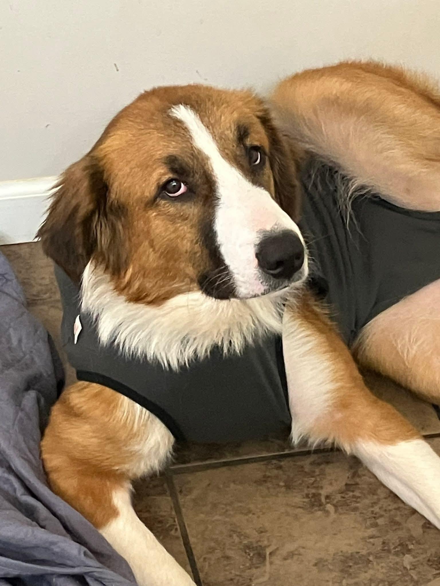 Enlarge Shakira, a Adoptable mixed breed in Owensboro, KY image 5/5