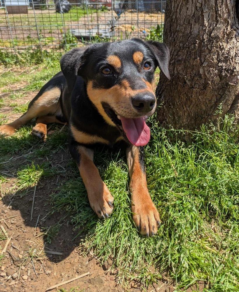 Chad, a Adoptable mixed breed in Dover, AR image 1/6